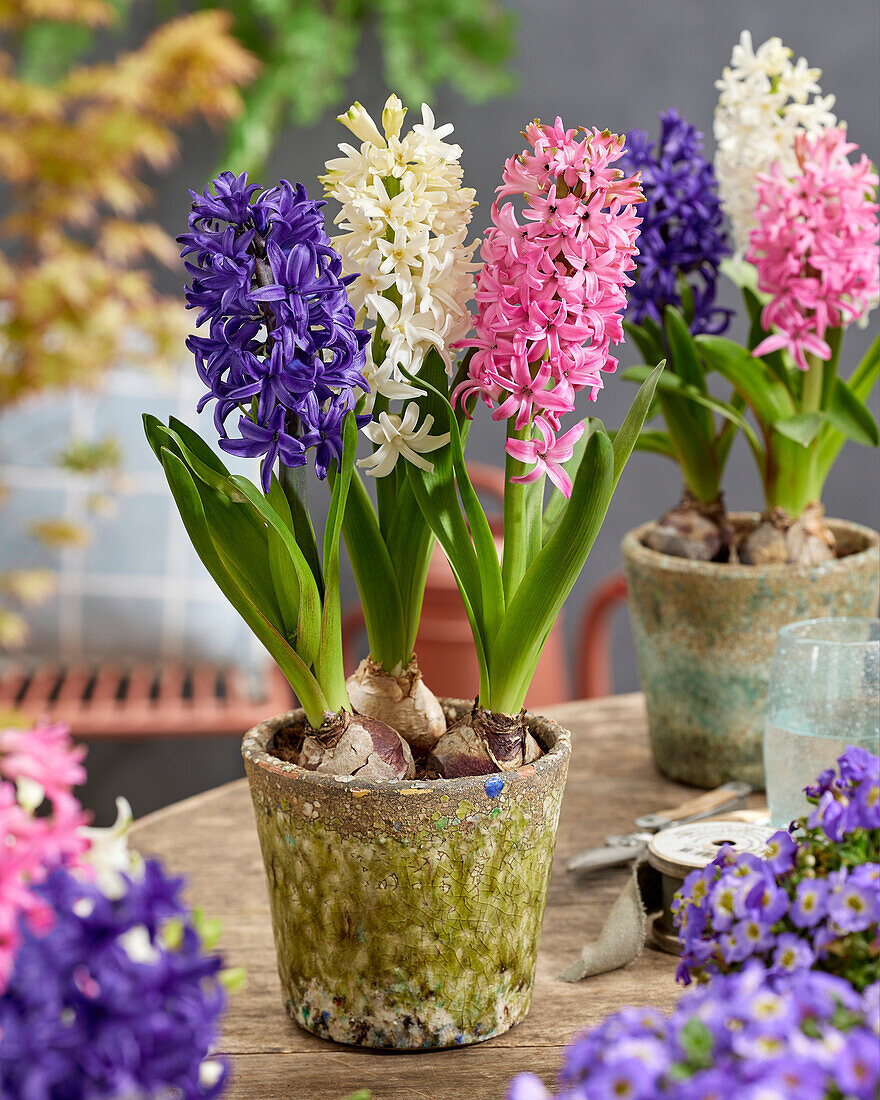 Hyacinthus trio