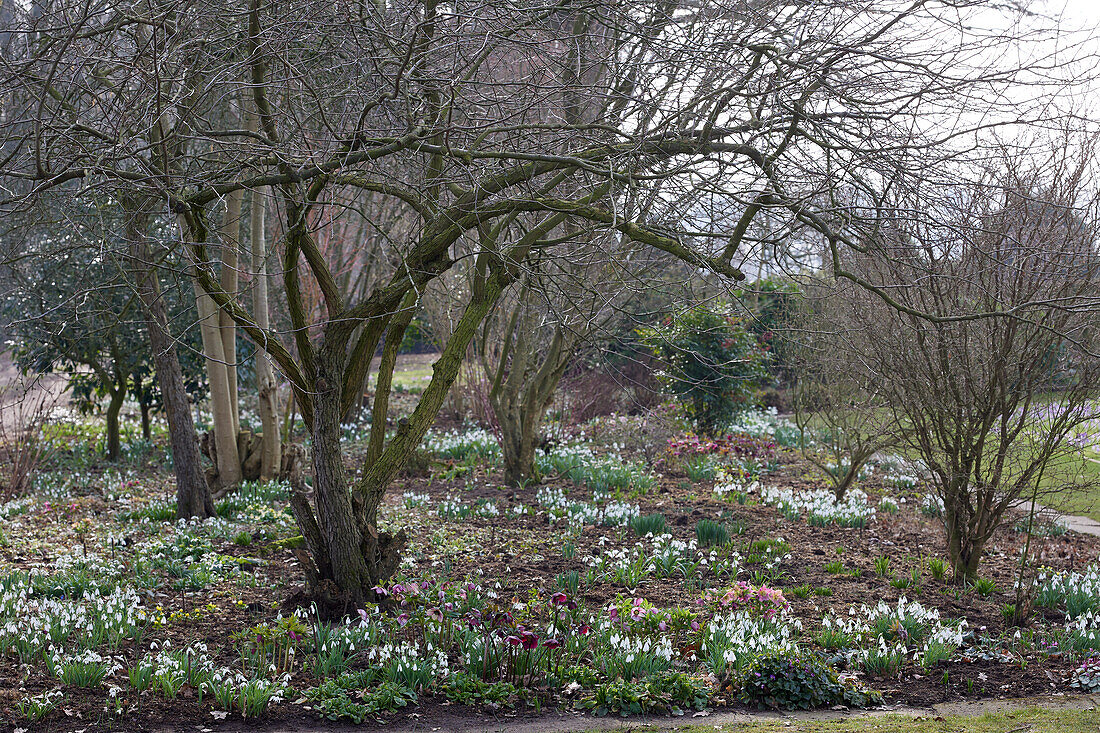 Helleborus, Galanthus