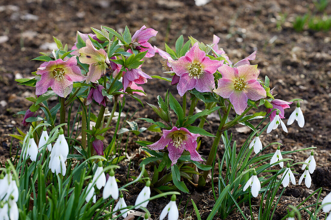 Helleborus orientalis