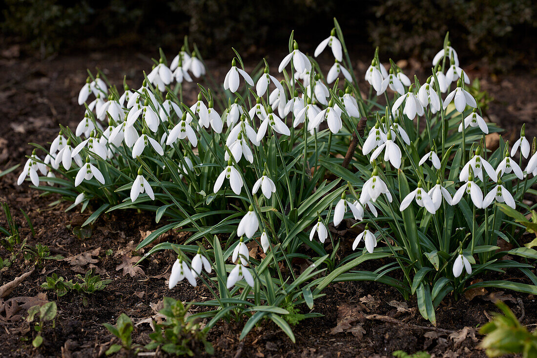 Galanthus