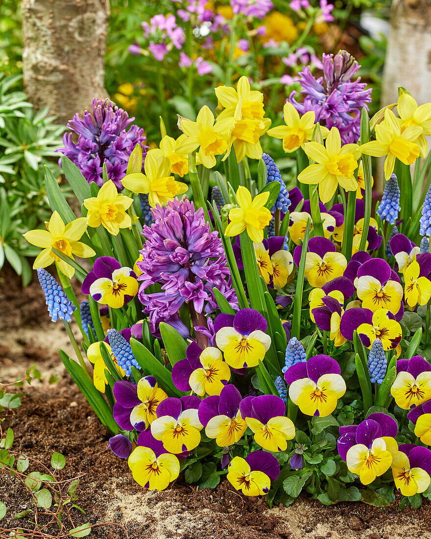 Gemischte Frühlingsblumen