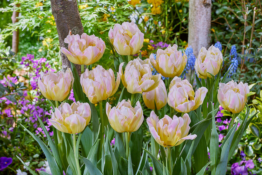 Tulpe (Tulipa) 'Password'