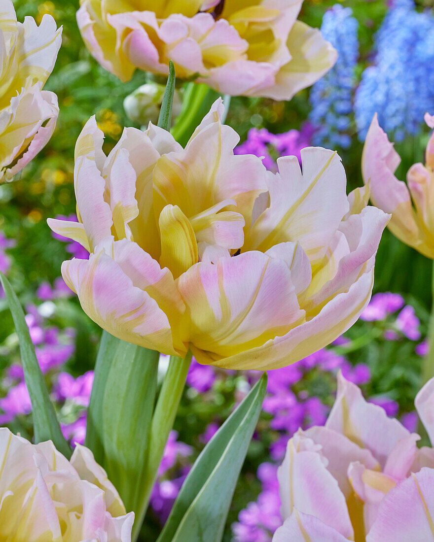 Tulipa Password