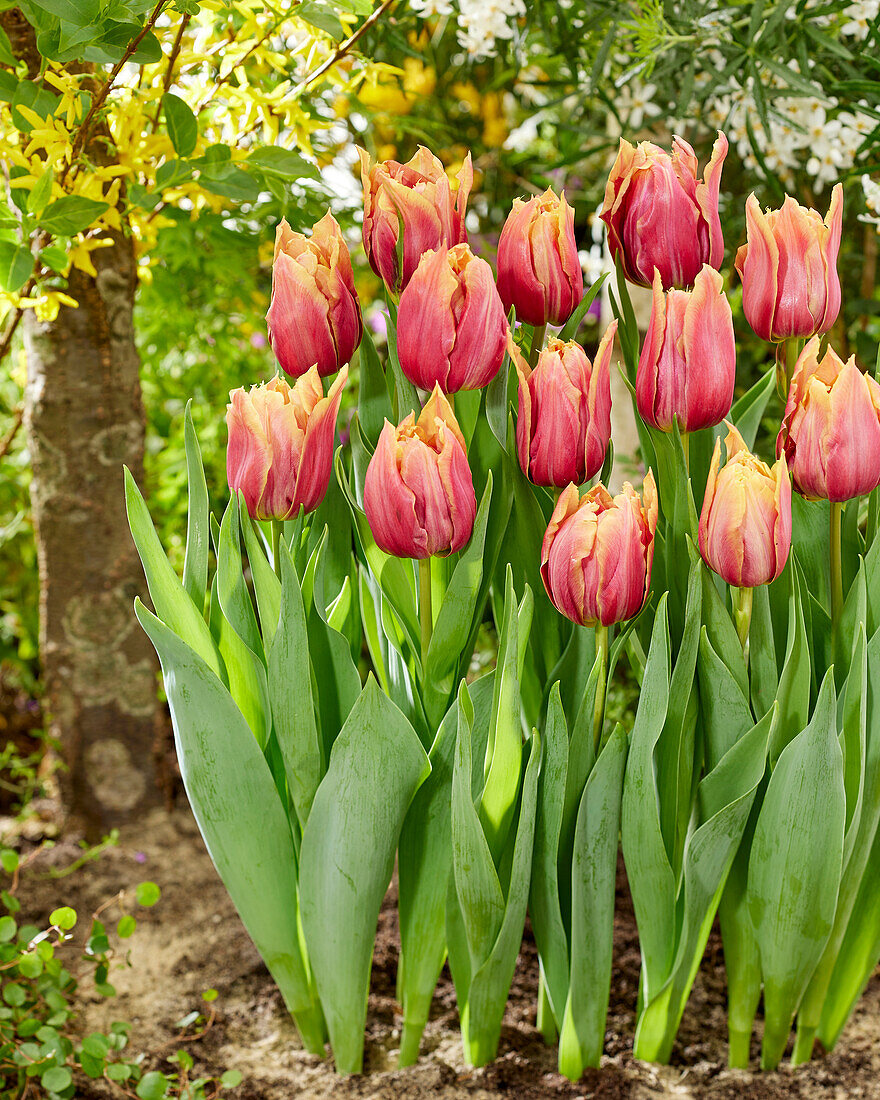 Tulipa Callahan