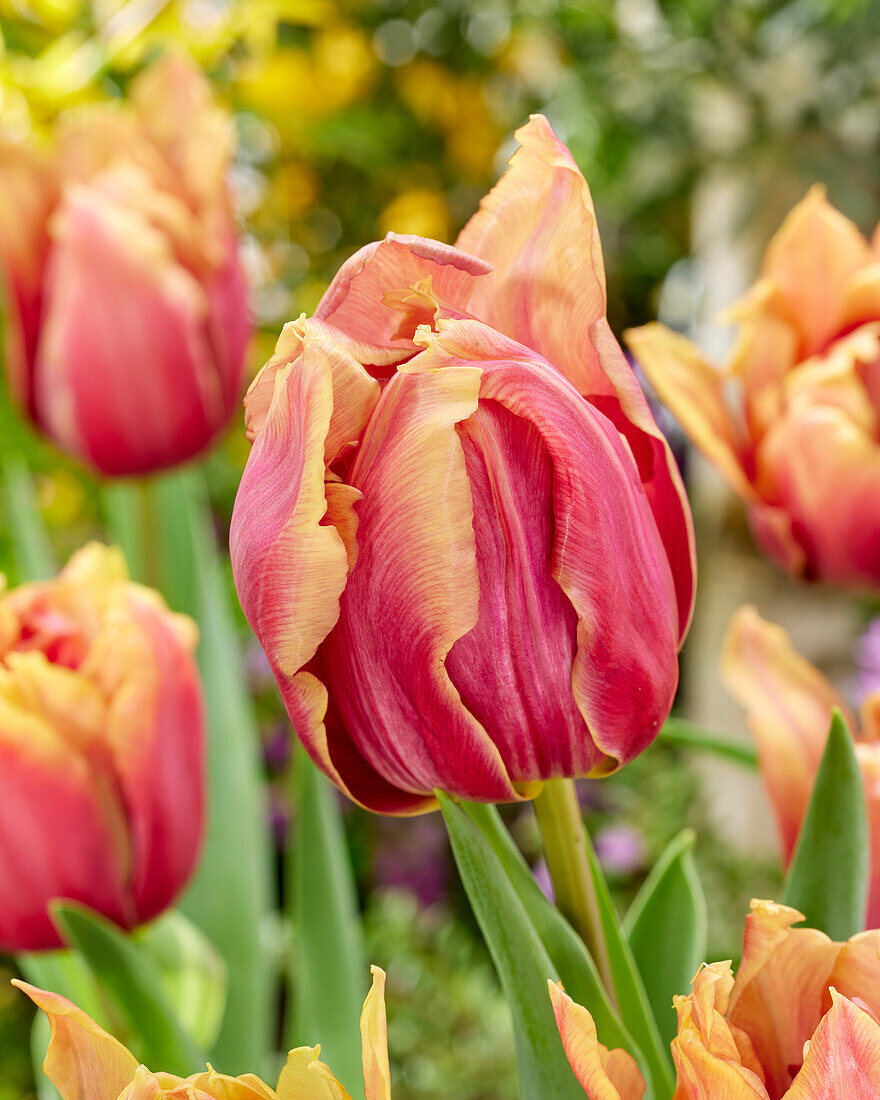 Tulpe (Tulipa) 'Callahan'