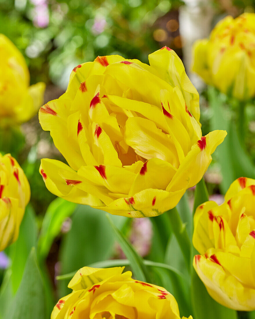 Tulipa Yellow Danceline