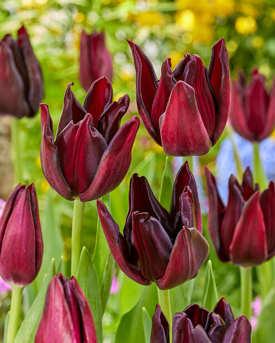 Tulipa Hot Chocolate