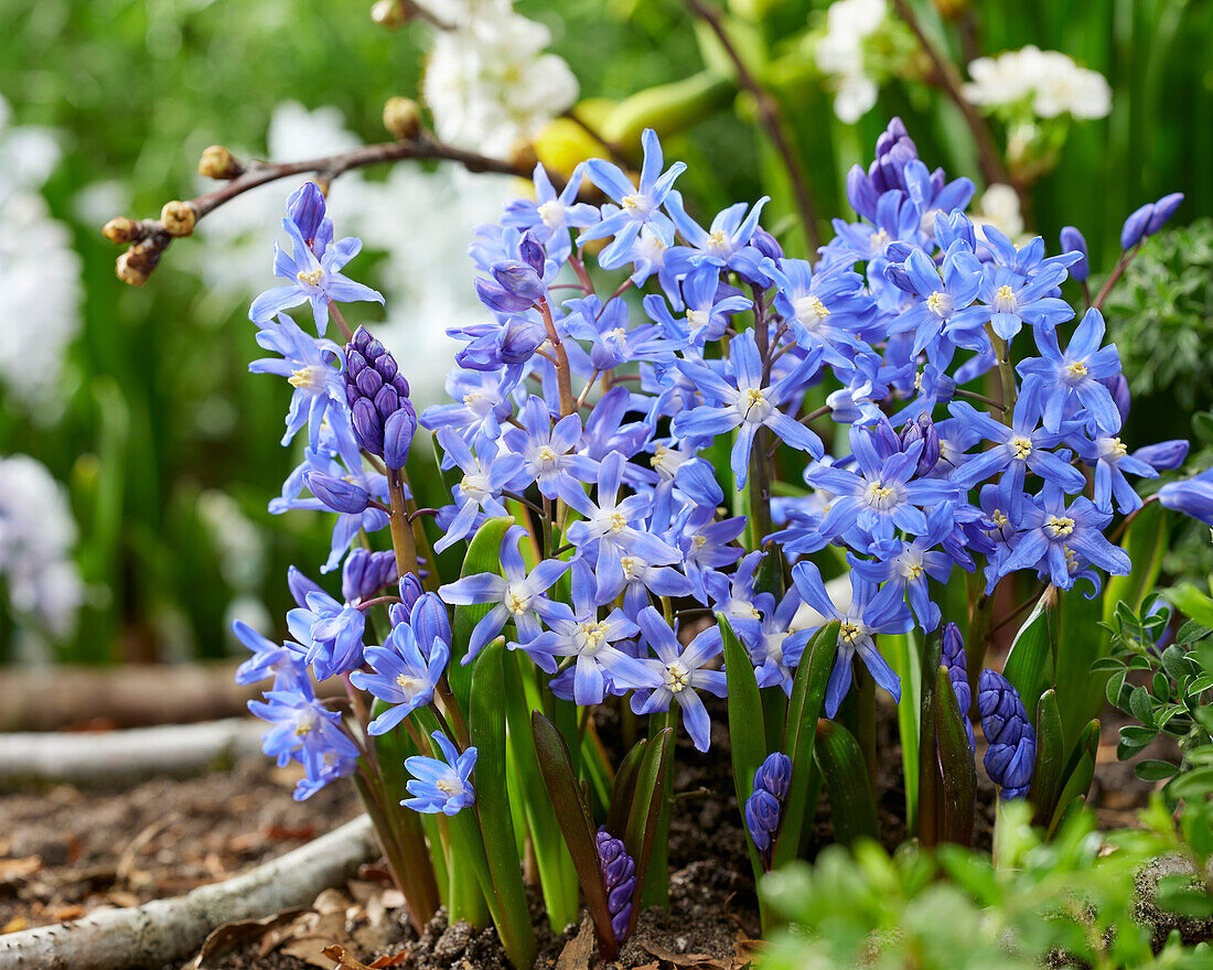 Chionodoxa sardensis