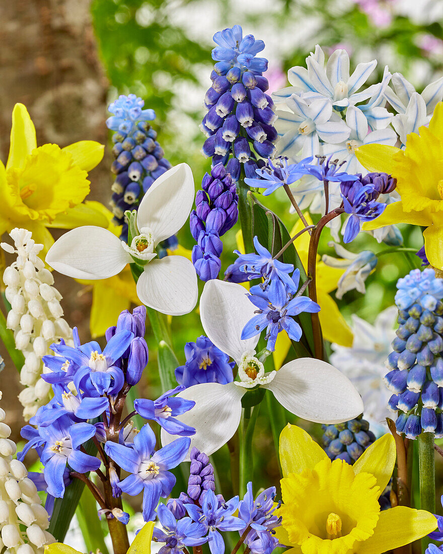 Early spring flower mix