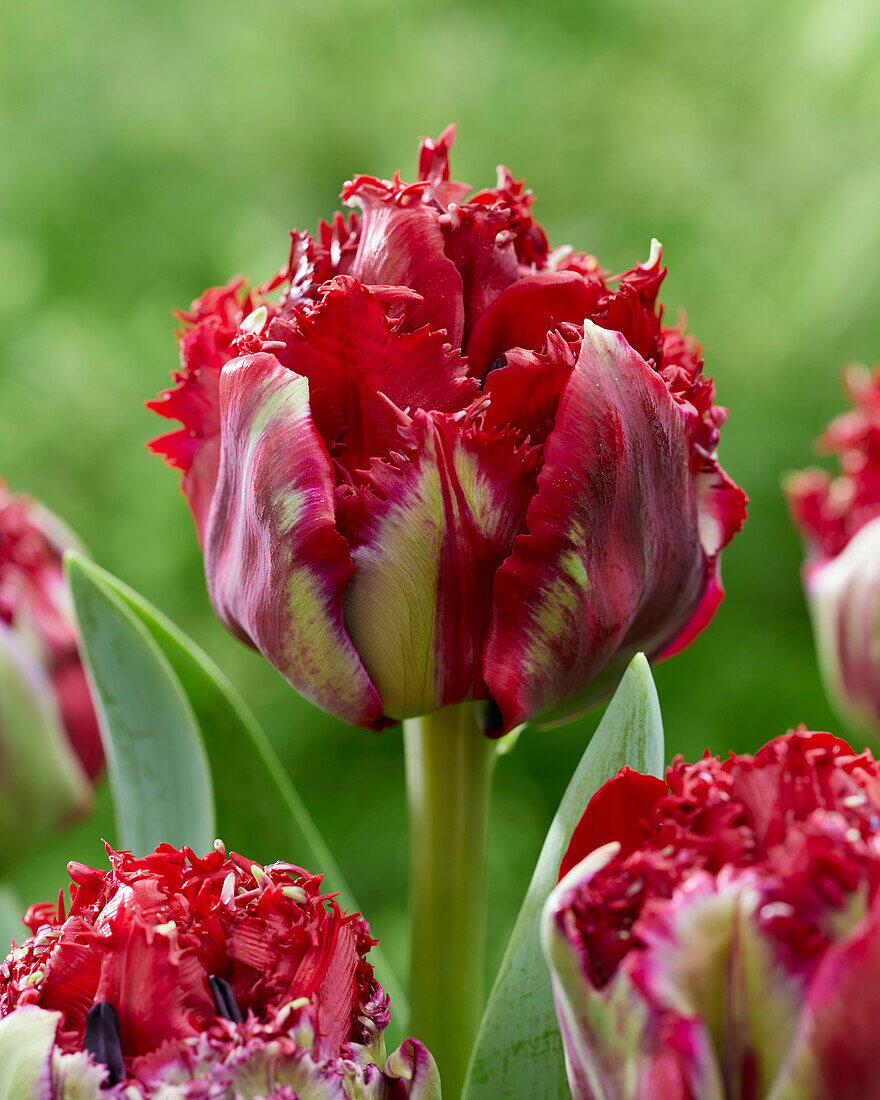Tulpe (Tulipa) '486-453-05-1133'