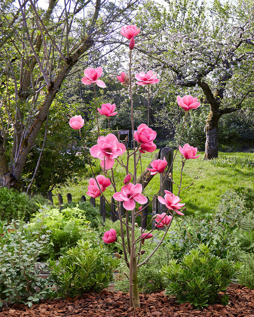 Magnolia Watermelon