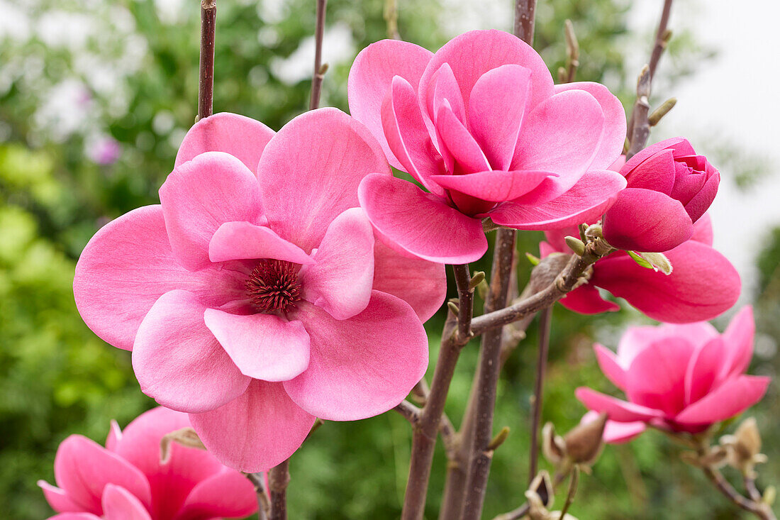 Magnolia Watermelon