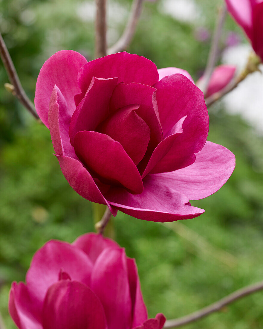 Magnolia Emperor