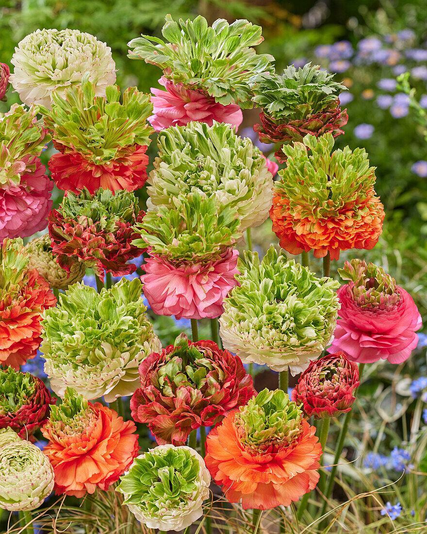 Ranunculus Crown mix