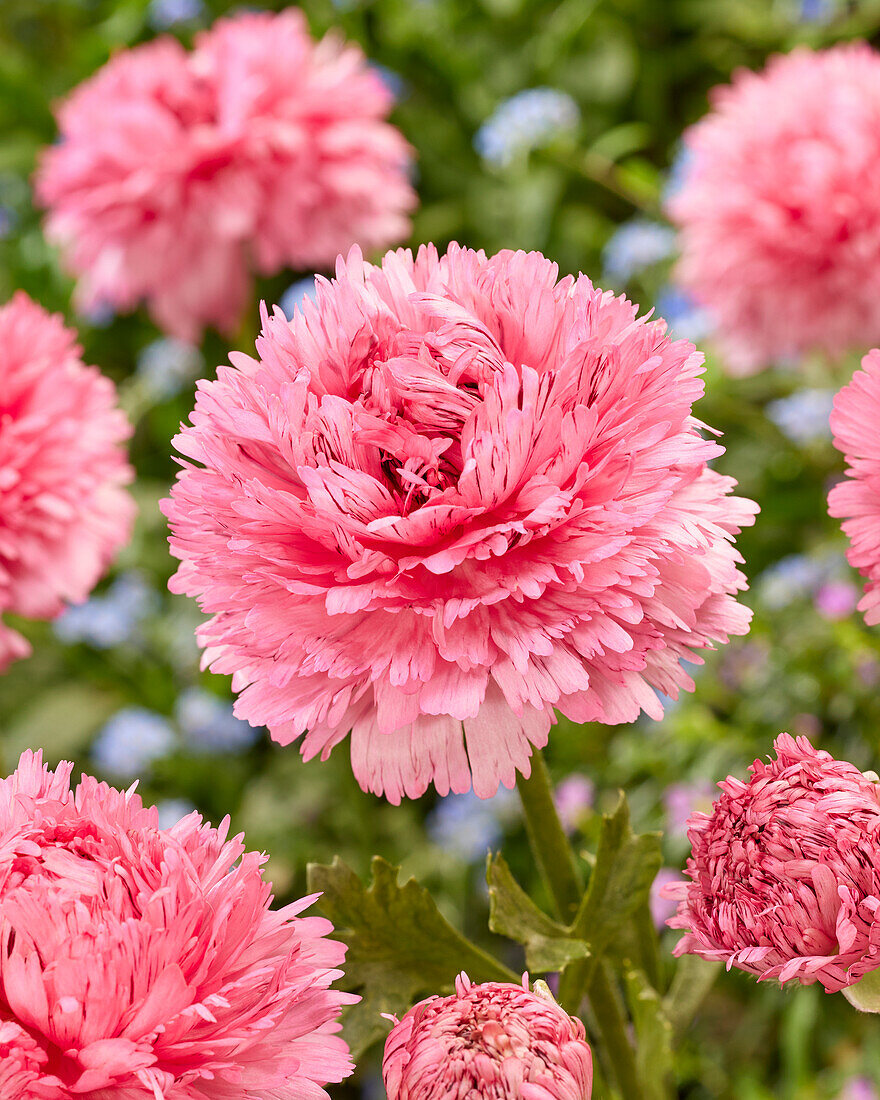 Ranunculus Poodle Ramlia