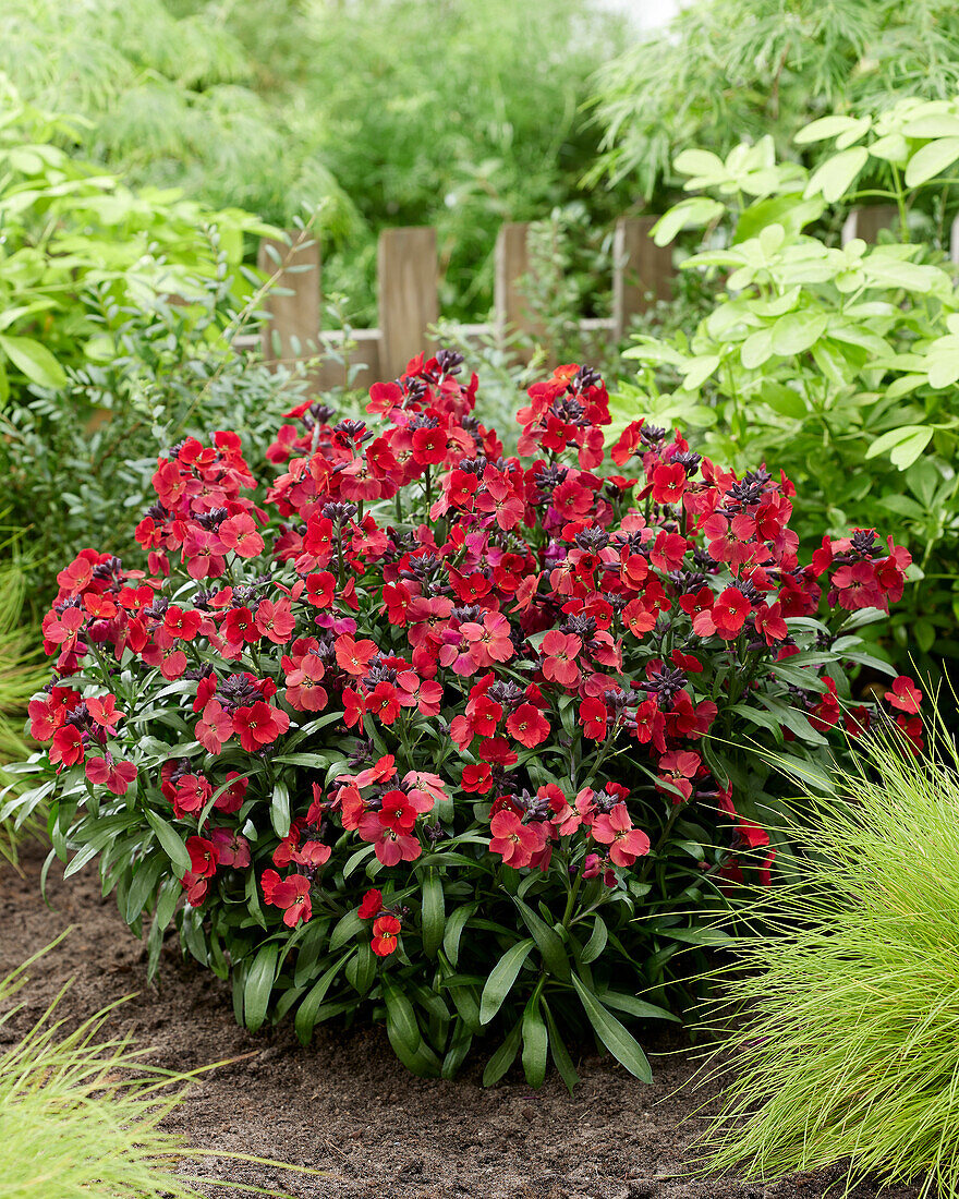 Schöteriche (Erysimum) 'Color Vibe Rot'