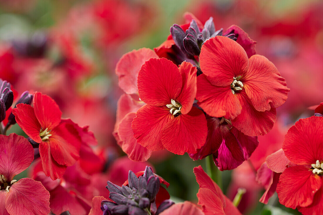 Schöteriche (Erysimum) 'Color Vibe Rot'