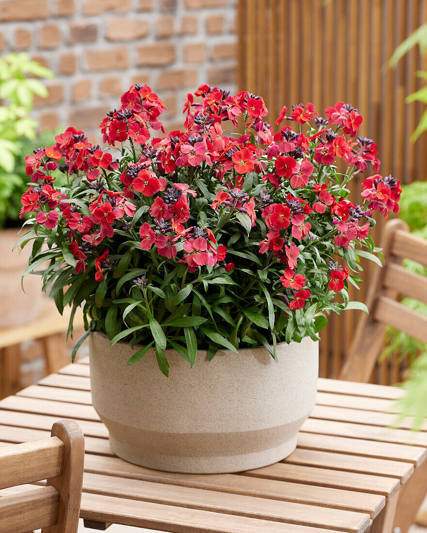 Erysimum Colour Vibe Red