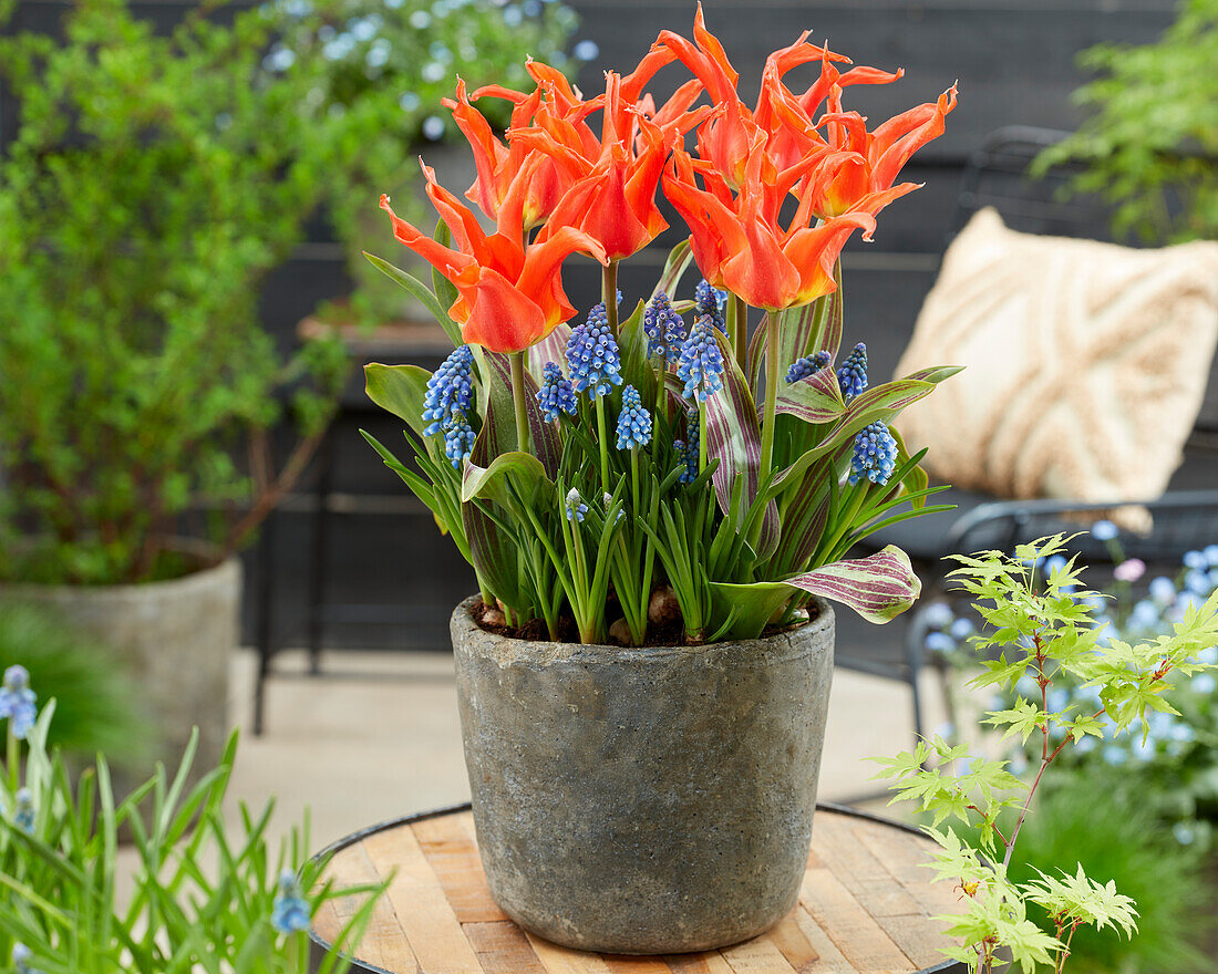 Tulipa Rigas Barikades, Muscari armeniacum