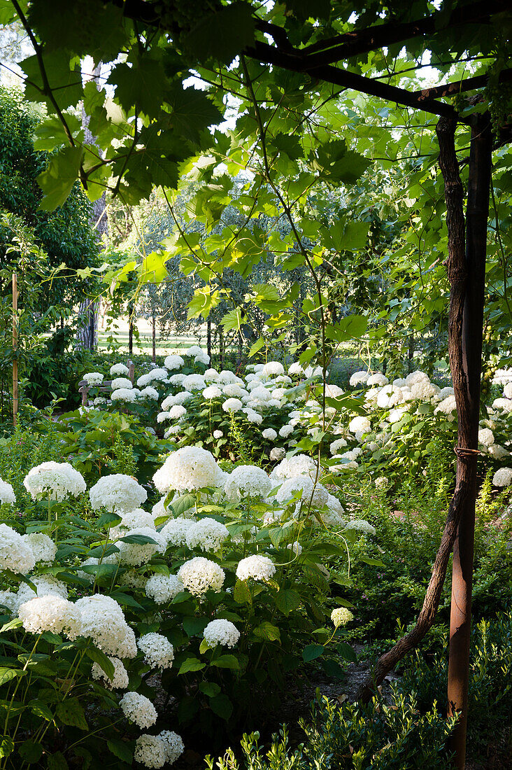 Snowball hydrangea (Hydrangea arborescens) in the garden