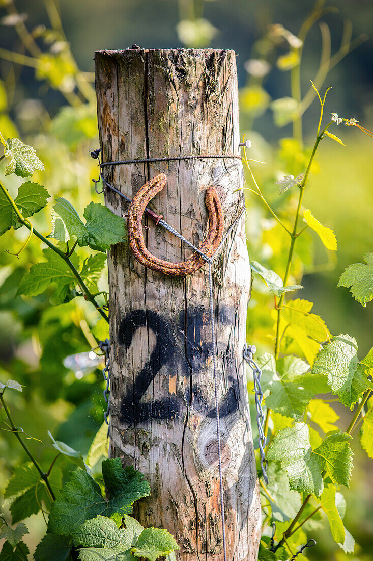 Holzpfahl in einem Weinberg mit der aufgemalten Nummer 25 und einem Hufeisen