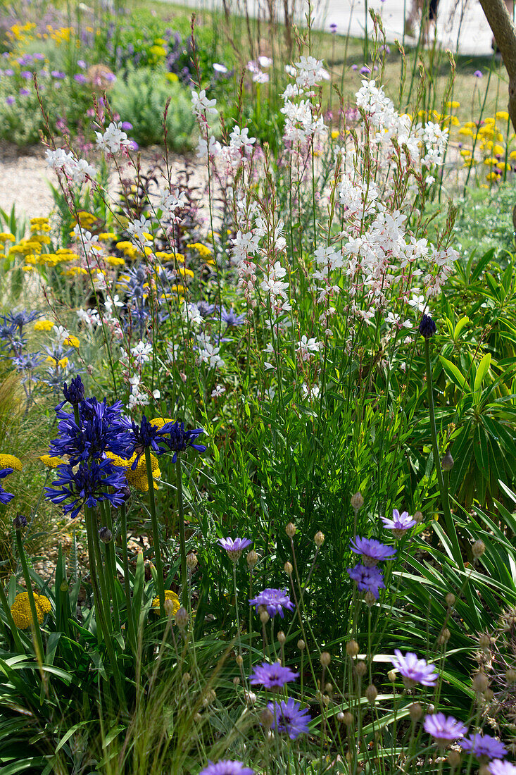 Perennial garden