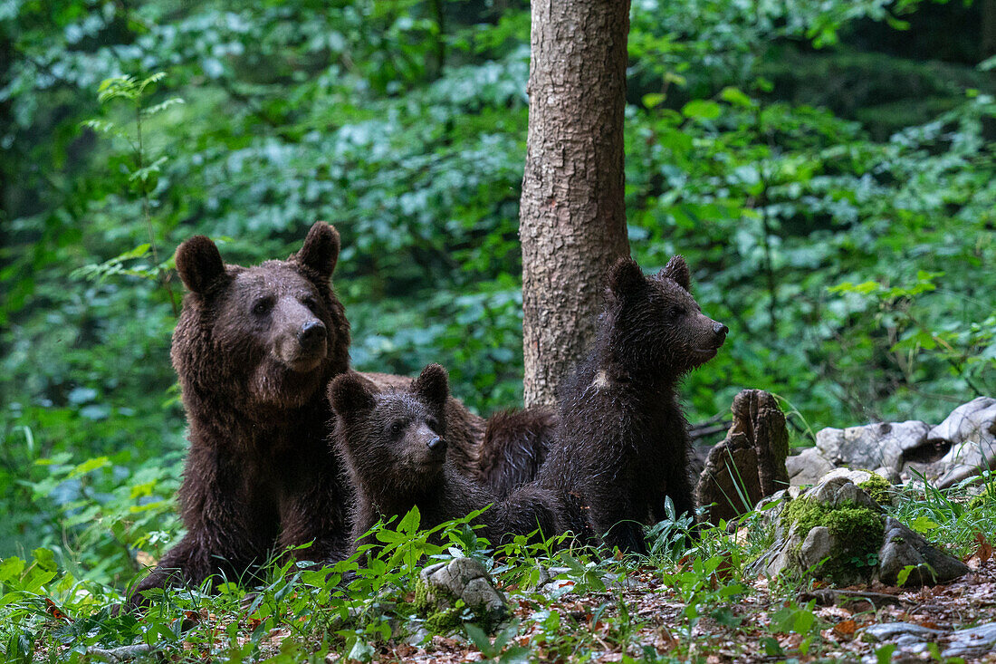 Eurasian brown bear and cubs