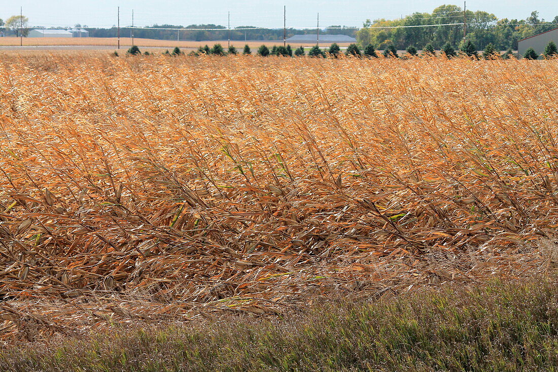 Crops damaged by a derecho wind storm