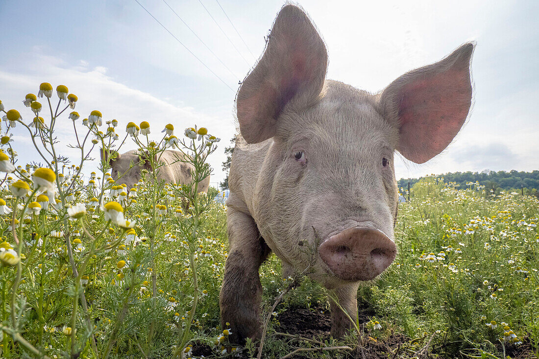 Pigs on an organic farm