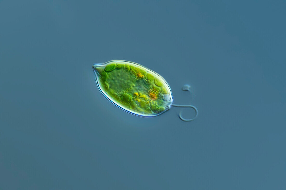 Lepocinclis ovum alga, light micrograph