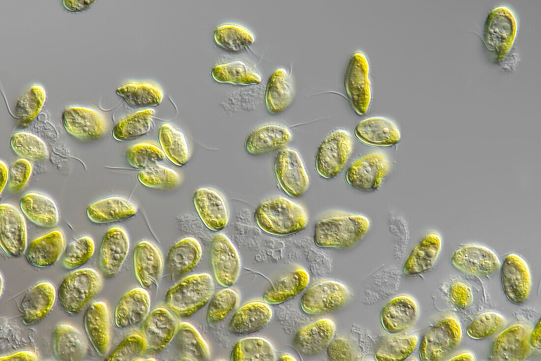 Mesostigma viride algae, light micrograph
