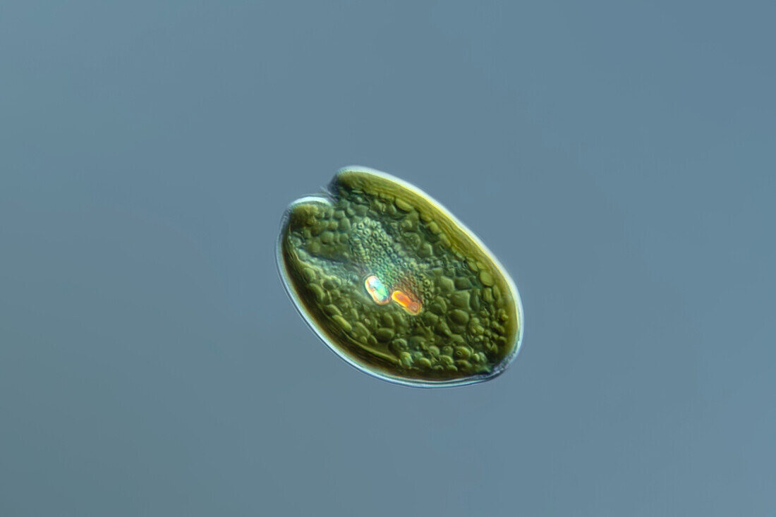 Cryptomonas lundii alga, light micrograph
