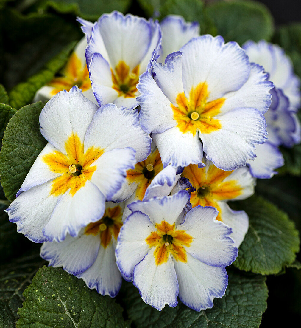 Primrose (Primula vulgaris) flowers