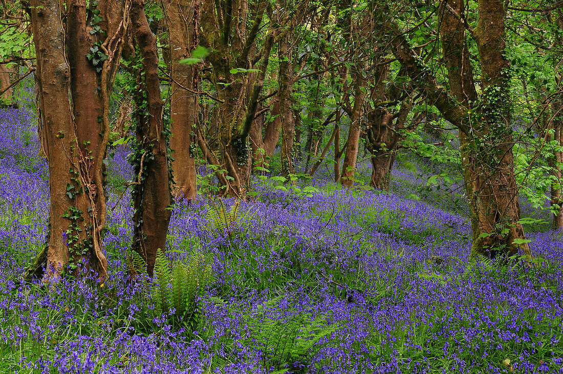 Bluebells (Hyacinthoides non-scripta) amongst sycamore trees