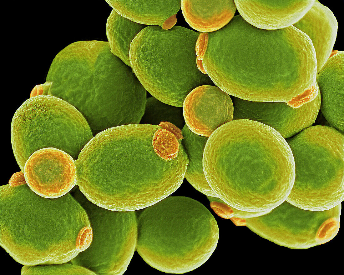 Candida yeast cells