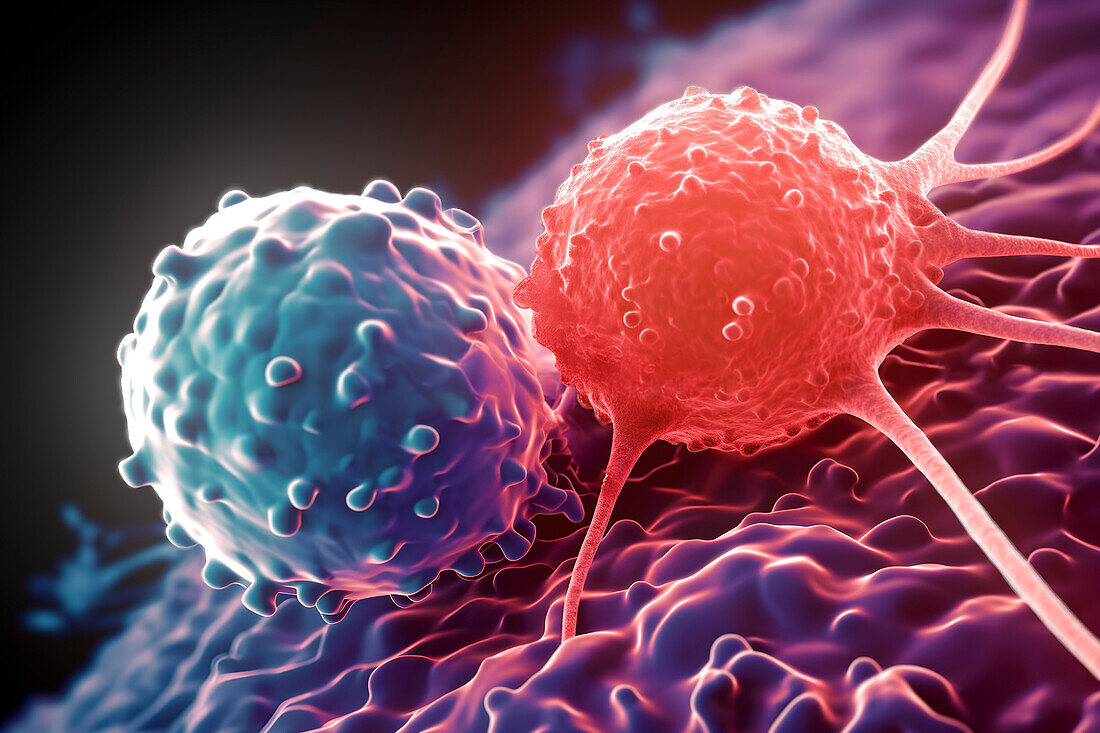 T cell attacking cancer cell, illustration