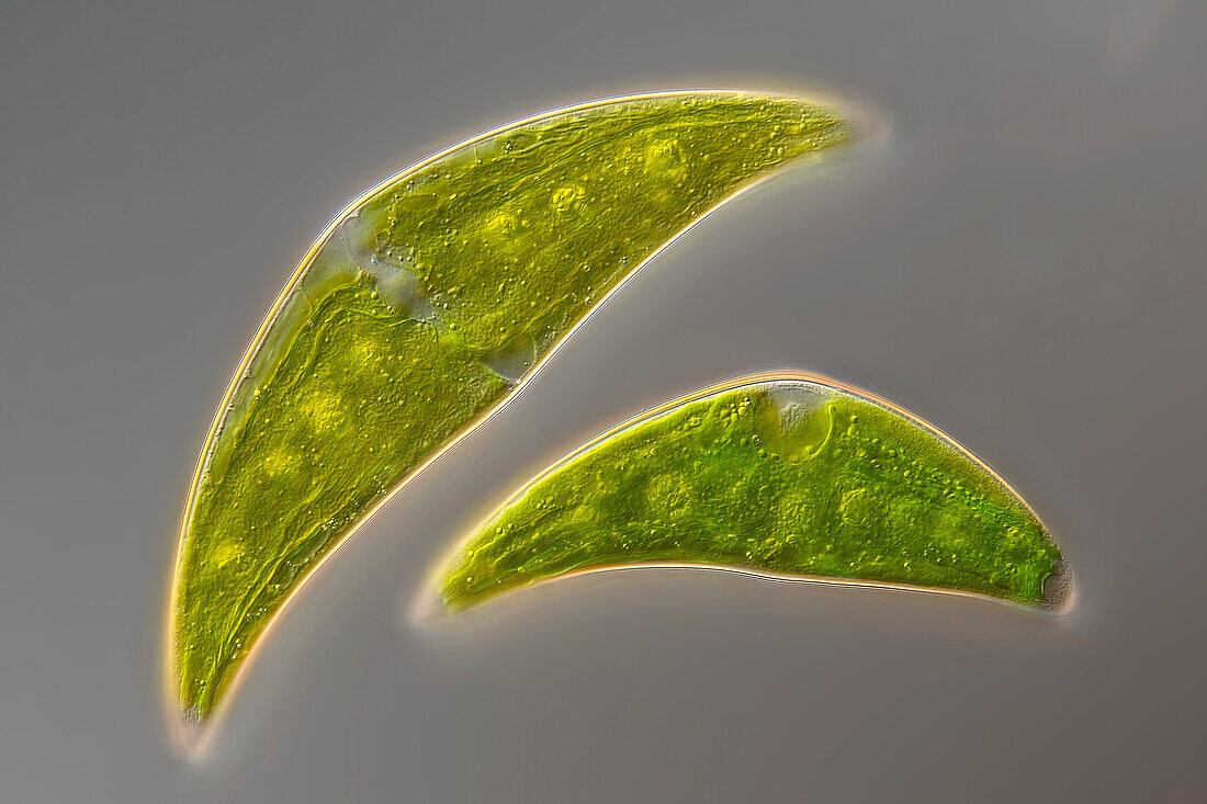 Closterium moniliferum algae, light micrograph