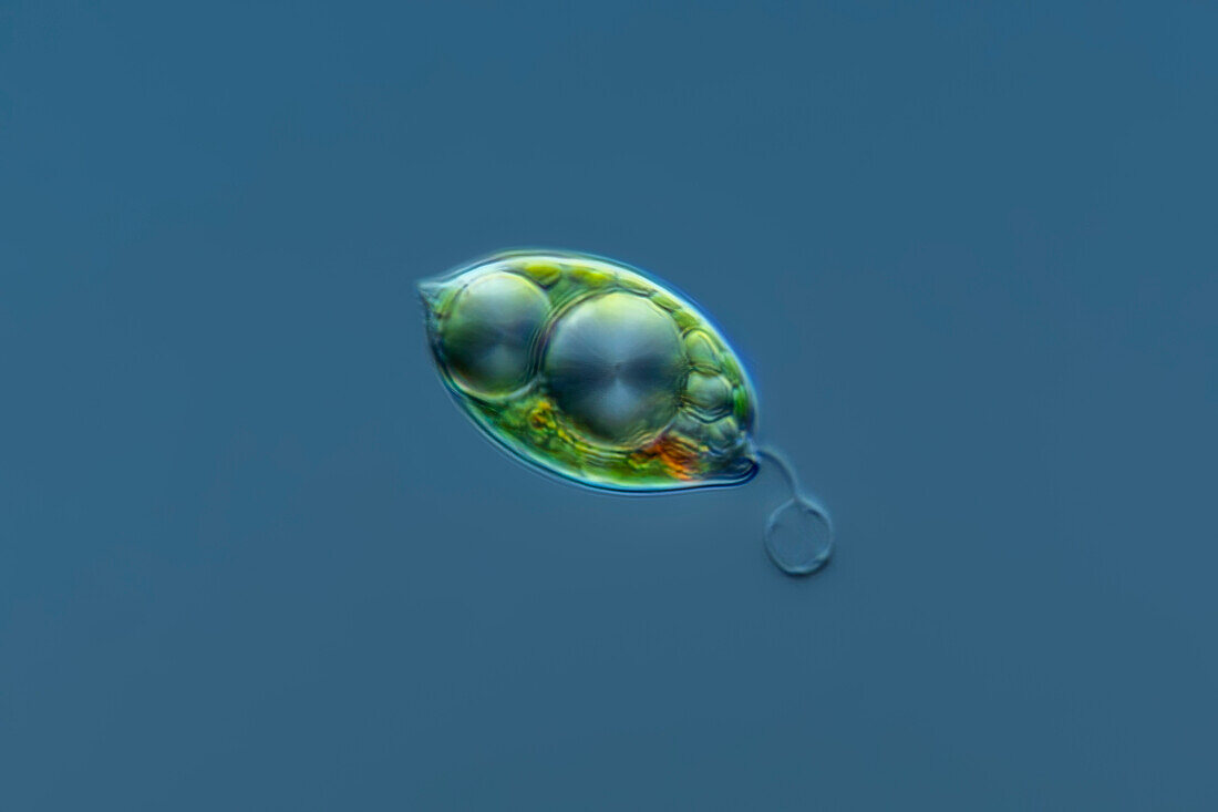 Phacus alga, light micrograph