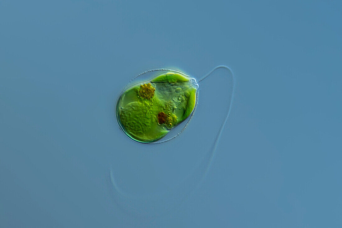 Trachelomonas alga, light micrograph