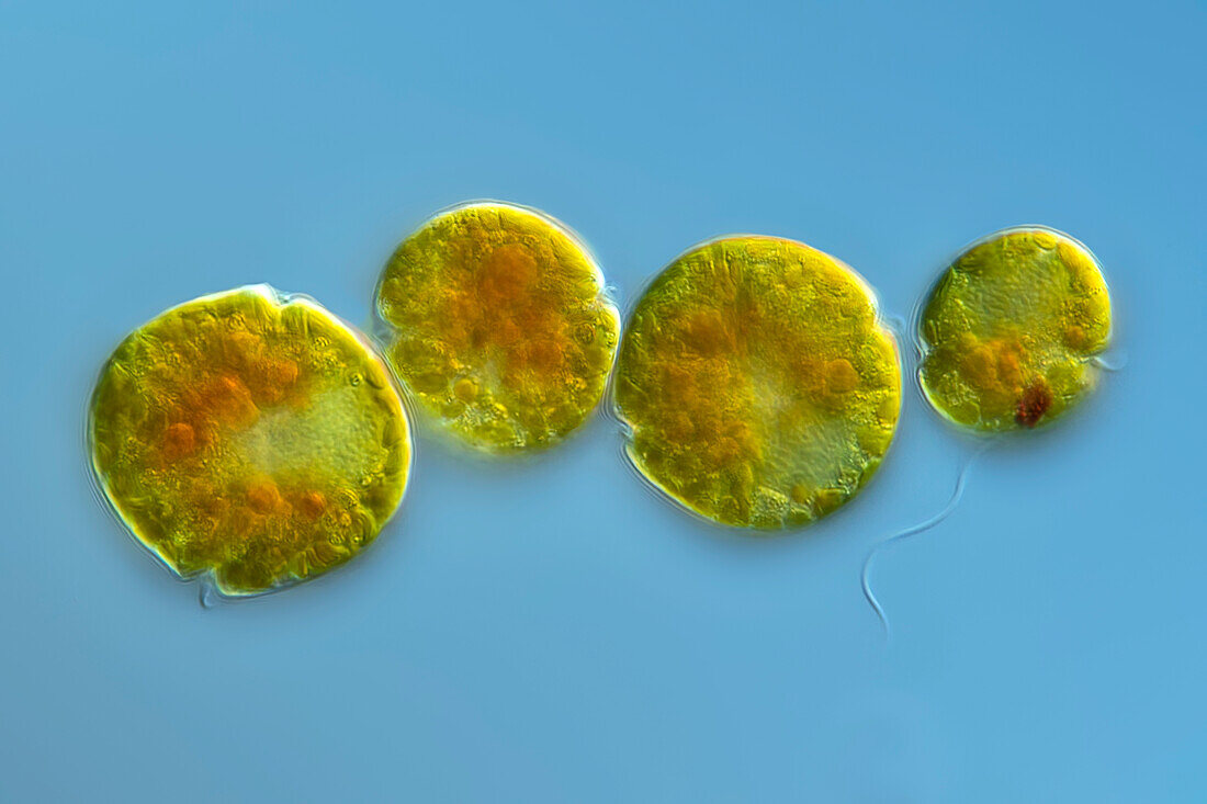 Jadwigia applanata algae, light micrograph
