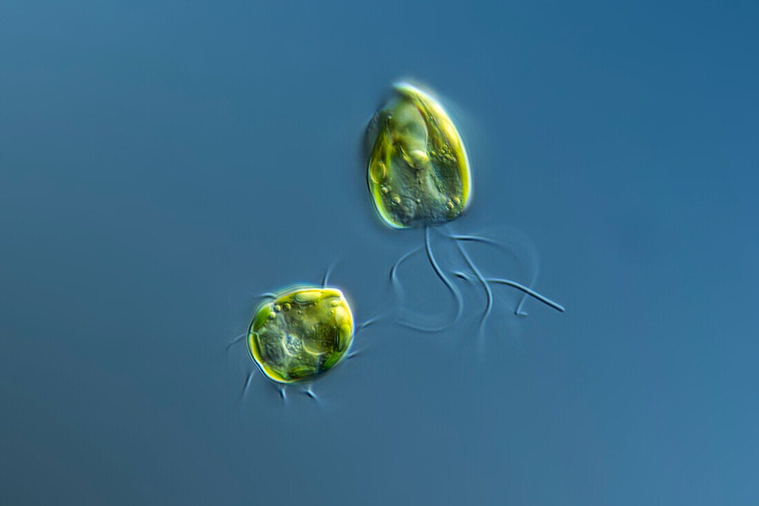 Pyramimonas amylifera algae, light micrograph