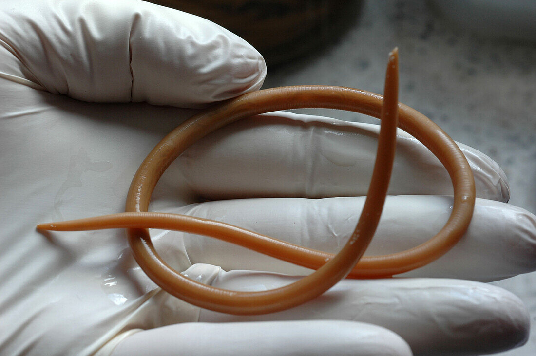 Parasitic nematode worm
