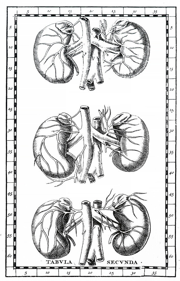 Human kidneys, 18th century illustration