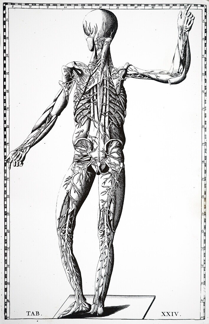 Human blood vessels, 18th century illustration