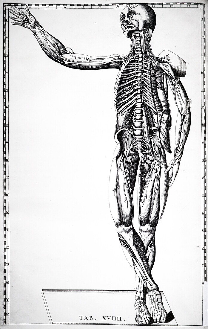 Human anatomy, 18th century illustration