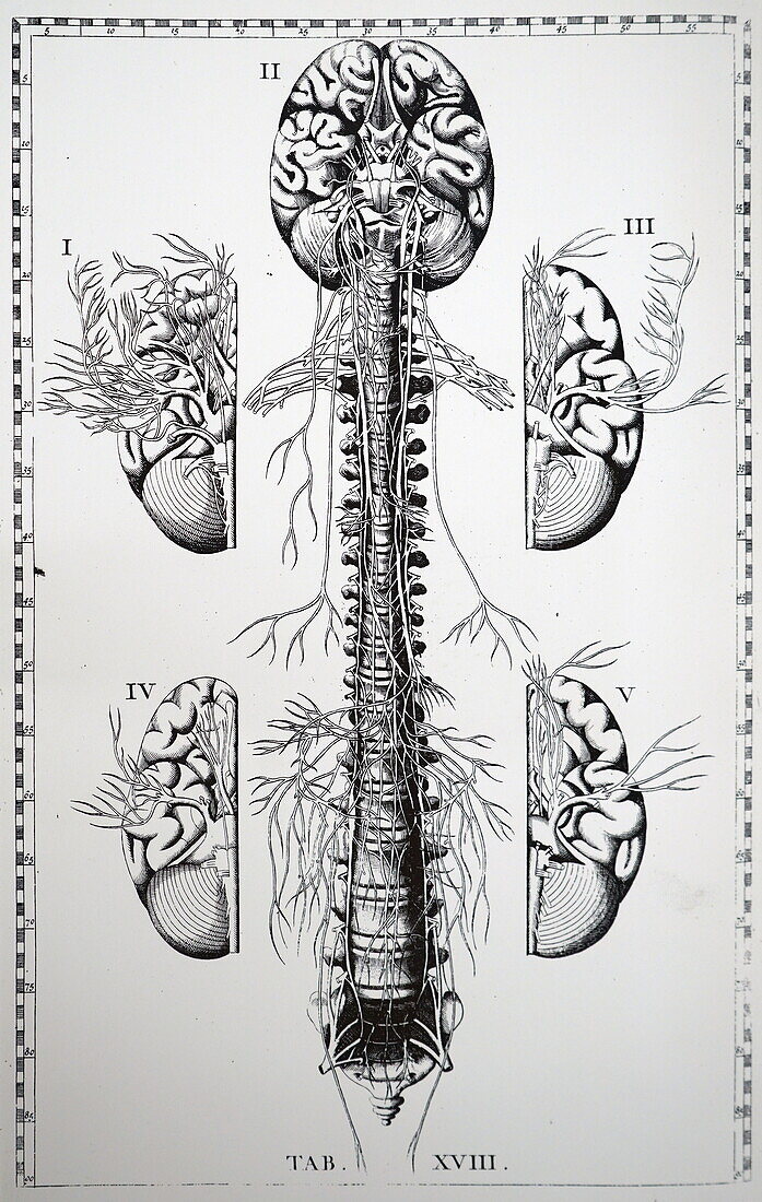 Brain and spinal nerves, 18th century illustration