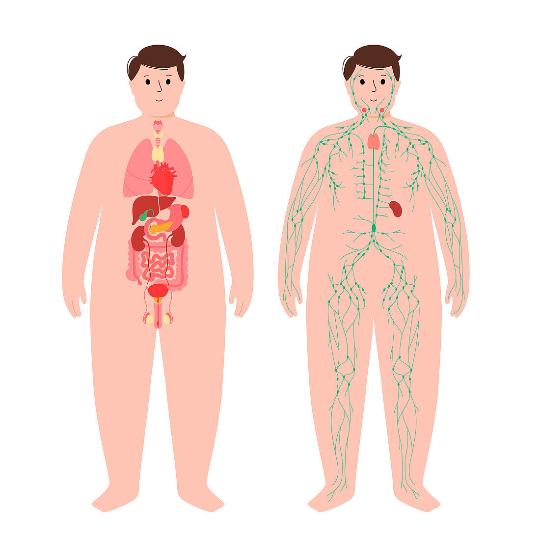 Organs and lymphatic system, illustration