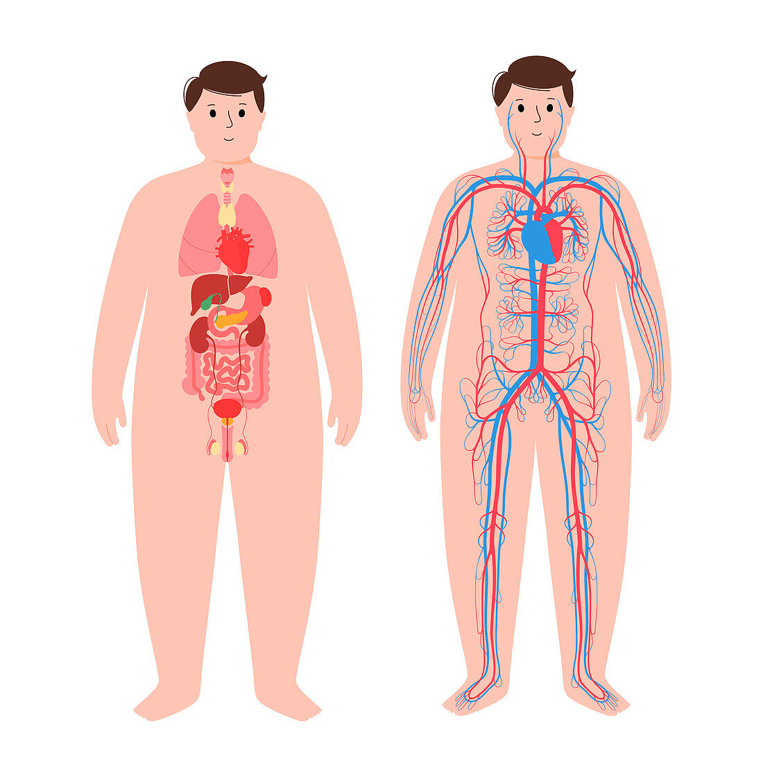 Organs and cardiovascular system, illustration