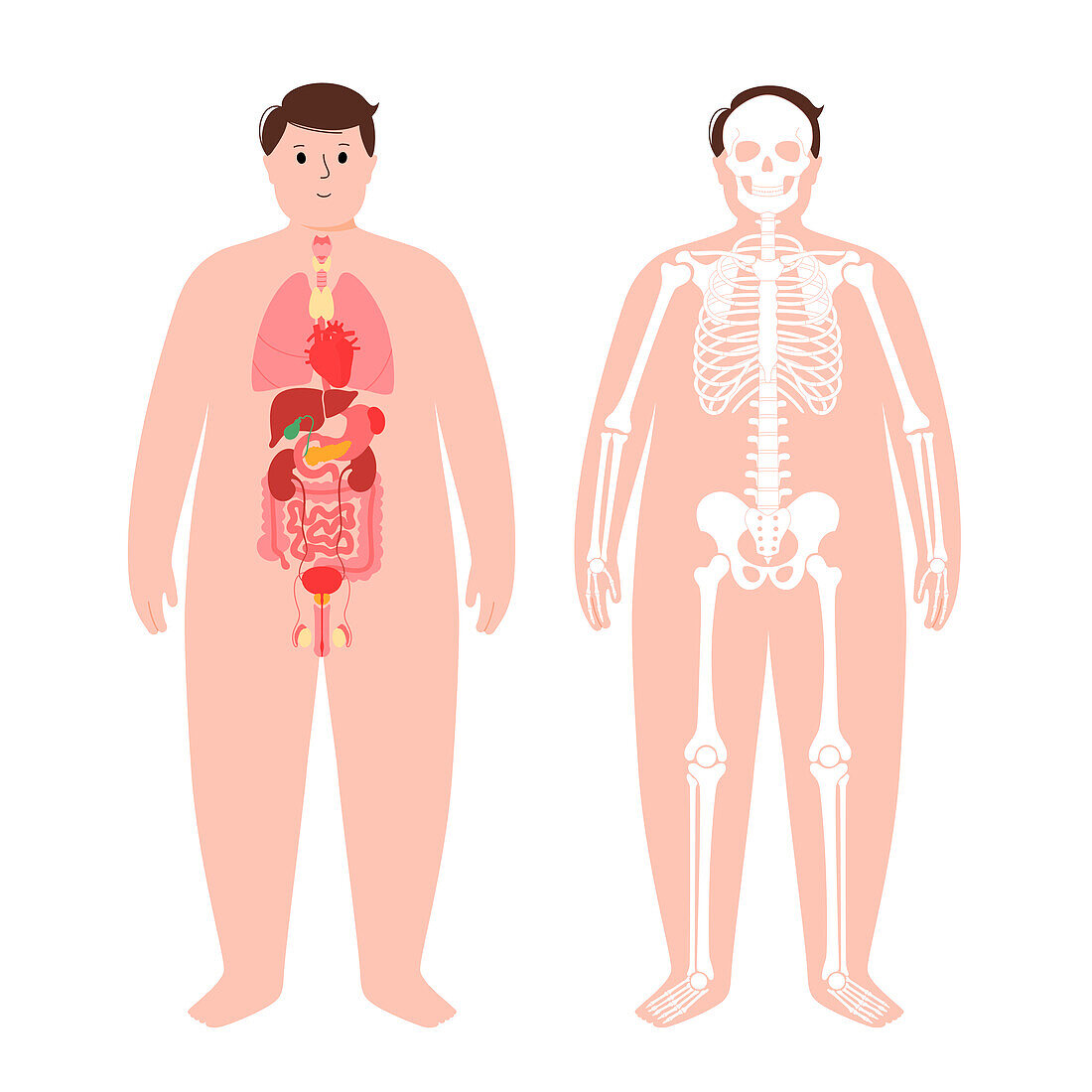 Organs and skeleton, illustration