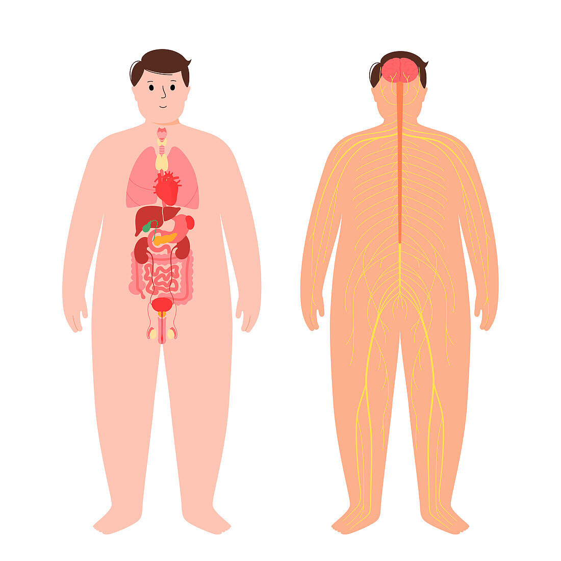 Organs and nervous system, illustration